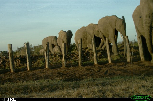 The Secret Life of Ol Pejeta's Elephants