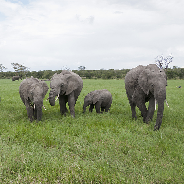 Giants Summit Yields Major Gains for Elephant and Rhino Conservation