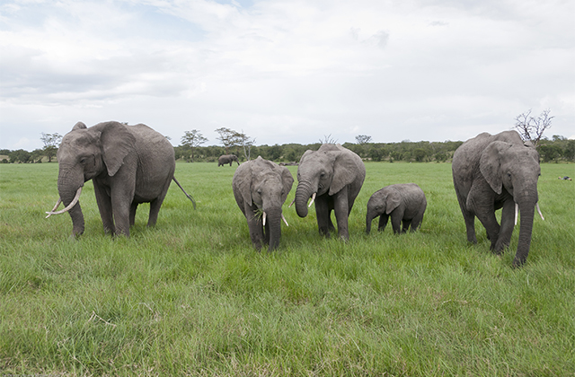 Giants Summit Yields Major Gains for Elephant and Rhino Conservation
