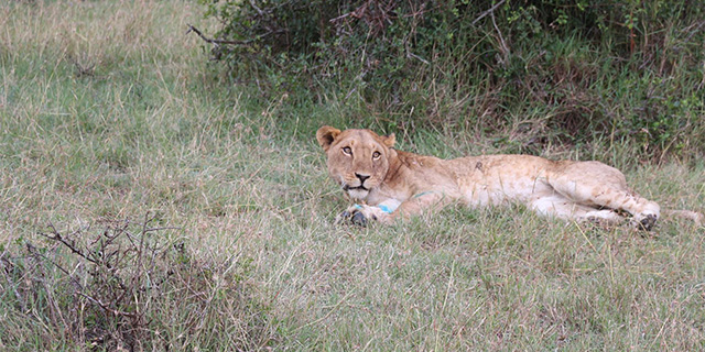 lion inpost