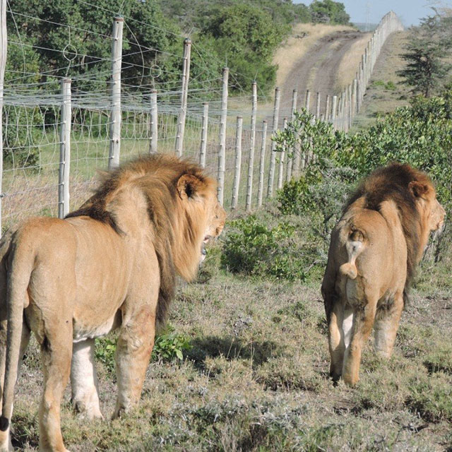 Controlling predators in community areas