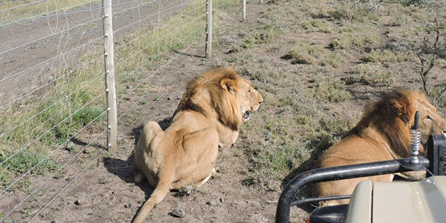 lion inpost 1