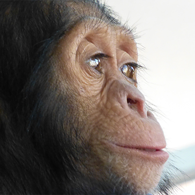 PRESS RELEASE: FREEDOM FOR MANNO