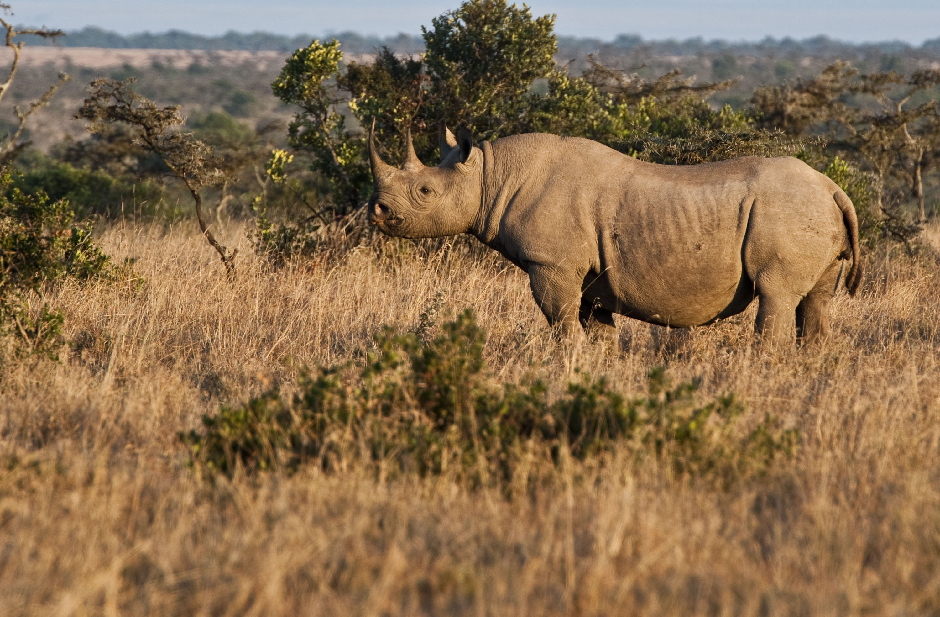Ol Pejeta - A Rhino Conservation Success Story