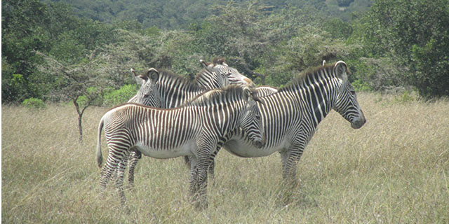 The Great Grevy’s Rally: Citizen Science Scores Big
