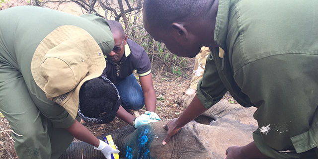 elephant rescue inpost