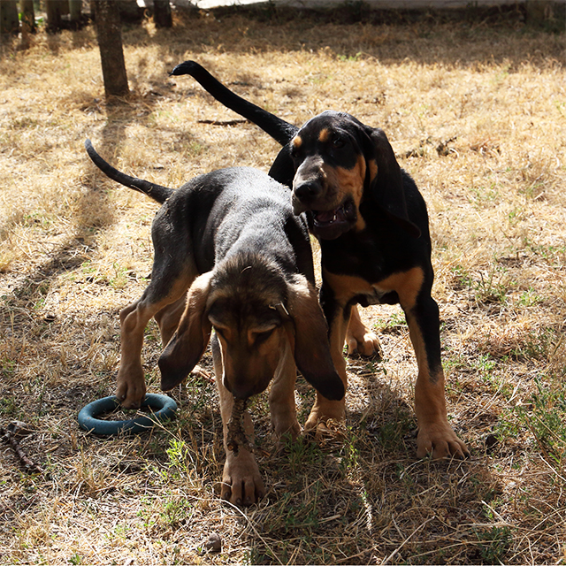 BLOODHOUND PUPPIES JOIN THE K-9 UNIT