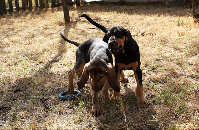 BLOODHOUND PUPPIES JOIN THE K-9 UNIT
