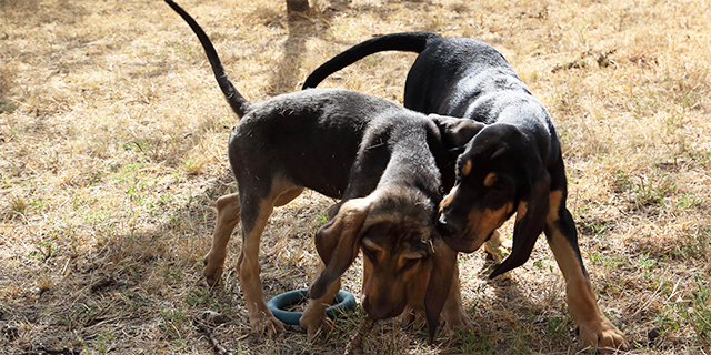 hounds inpost