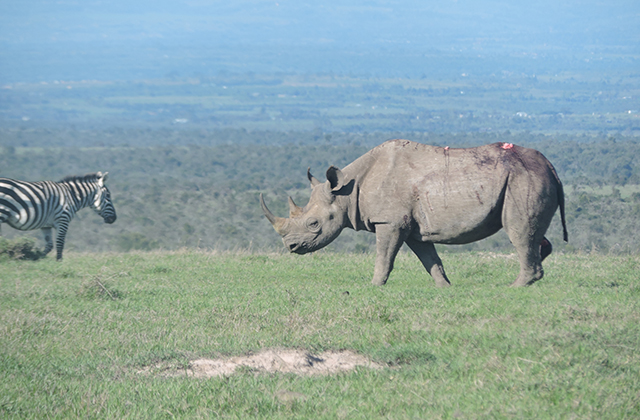 Ol Pejeta Vets to the Rescue