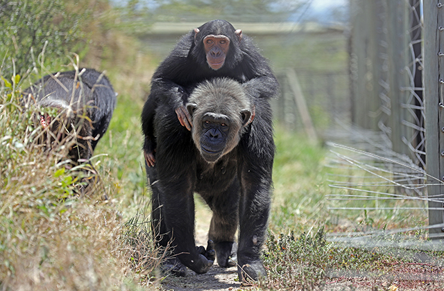 Manno Finally Settled in at Sweetwaters