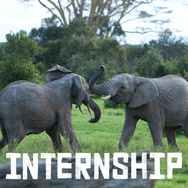 Internships