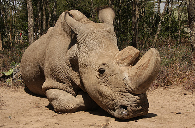 Northern white rhino update | Sudan's health declining