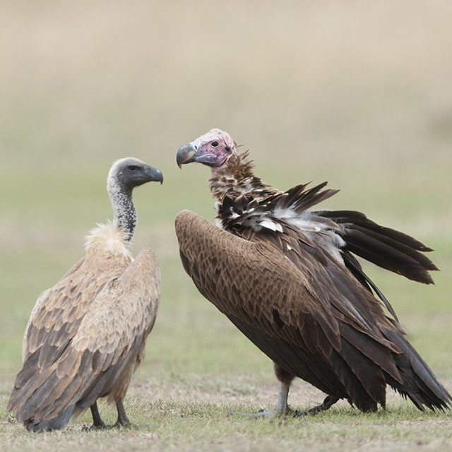 Working to Protect Nature’s Most Important Scavengers – Vultures
