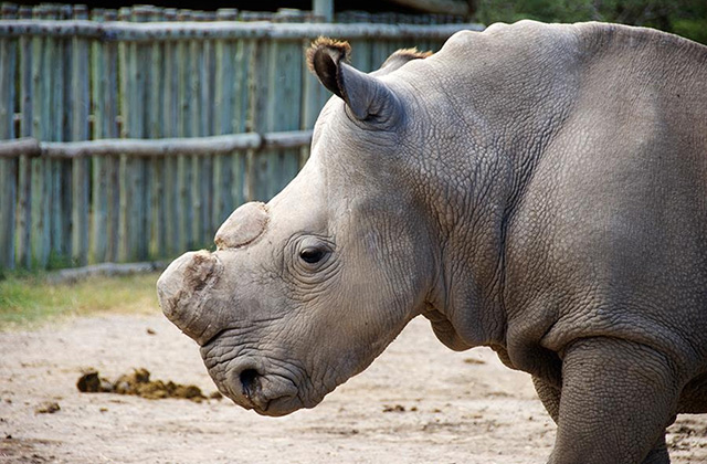 PRESS RELEASE | The last male northern white rhino dies