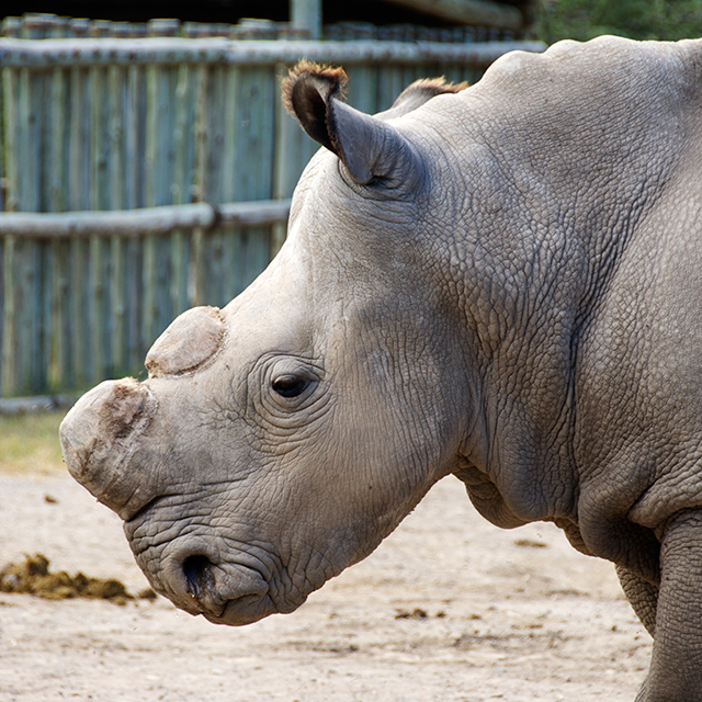 PRESS RELEASE | The last male northern white rhino dies