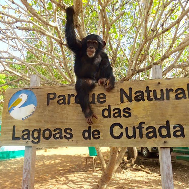 Bo and Bella: Two new arrivals at the Sweetwaters Chimpanzee Sanctuary
