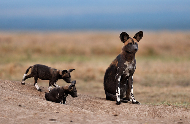 Cookies and Privacy Policy