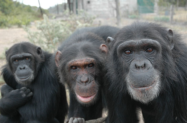 Meet the Chimpanzees