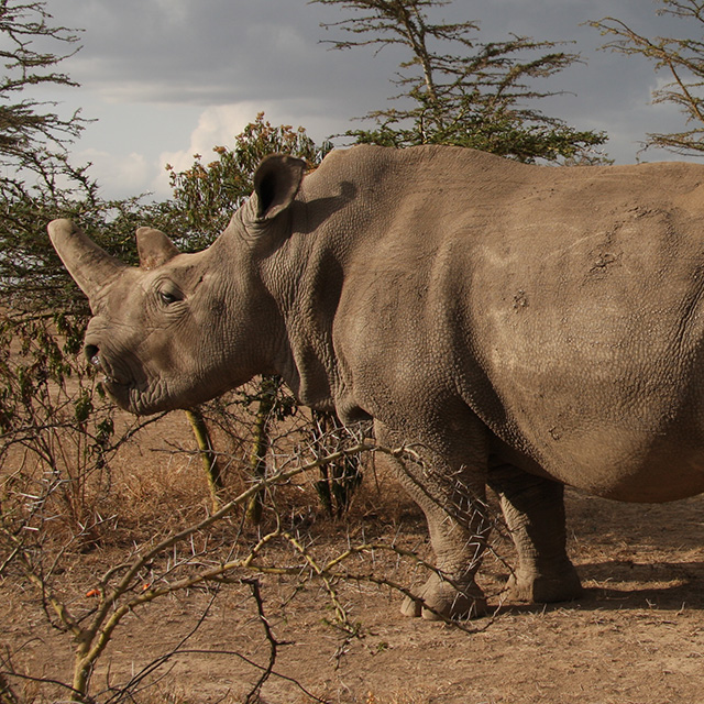 PRESS RELEASE | Scientists in Europe Announce a Breakthrough to Rescue the Northern White Rhino