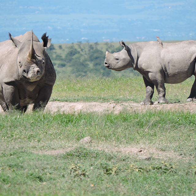 Ol Pejeta Rhino Named After Global Movie Star