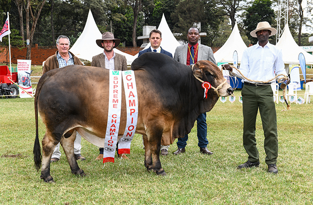 Ol Pejeta’s Prized Boran Stud Win Top Prizes at Regional Breeder Show