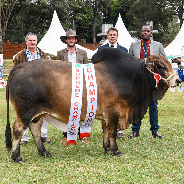 Ol Pejeta’s Prized Boran Stud Win Top Prizes at Regional Breeder Show