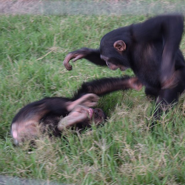 Cheeky chimpanzees: Bo & Bella update