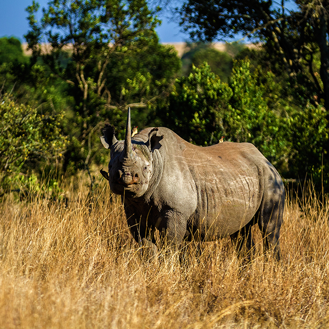 Ol Pejeta successfully retains International Green List status!