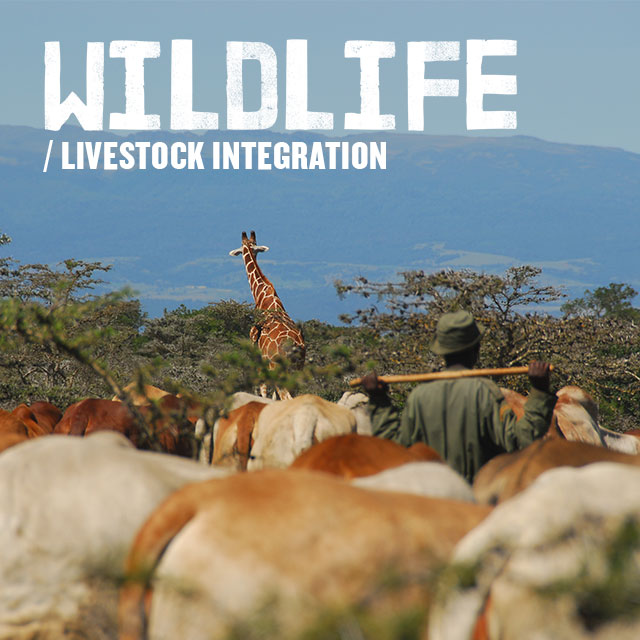 Livestock-Wildlife Integration