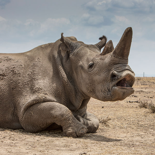 Northern white rhinos - What you need to know!