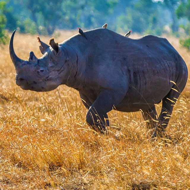 A year of zero poaching on Ol Pejeta
