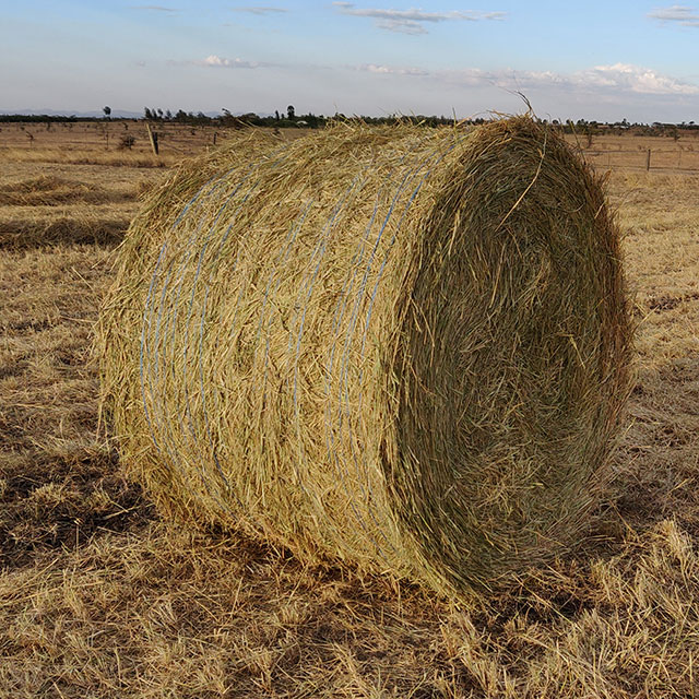 Making hay while the sun shines