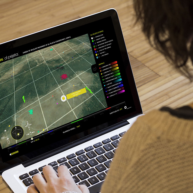 Satellite Stories: wildlife movement data brought to life