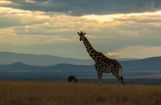 Aerial Count Reveals 8% Increase in Ol Pejeta’s Wildlife
