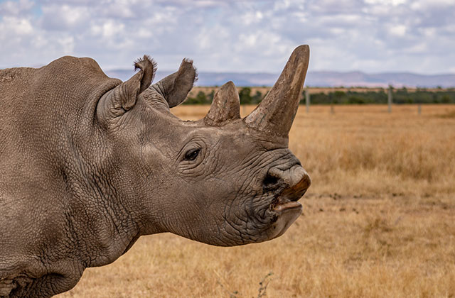 PRESS RELEASE | Successful Egg Harvest Breaks New Ground in Saving the Northern White Rhinoceros