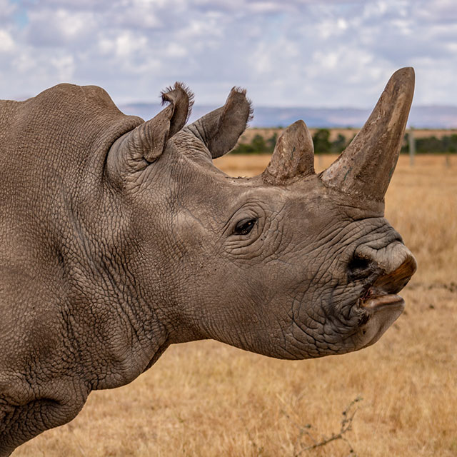 PRESS RELEASE | Successful Egg Harvest Breaks New Ground in Saving the Northern White Rhinoceros