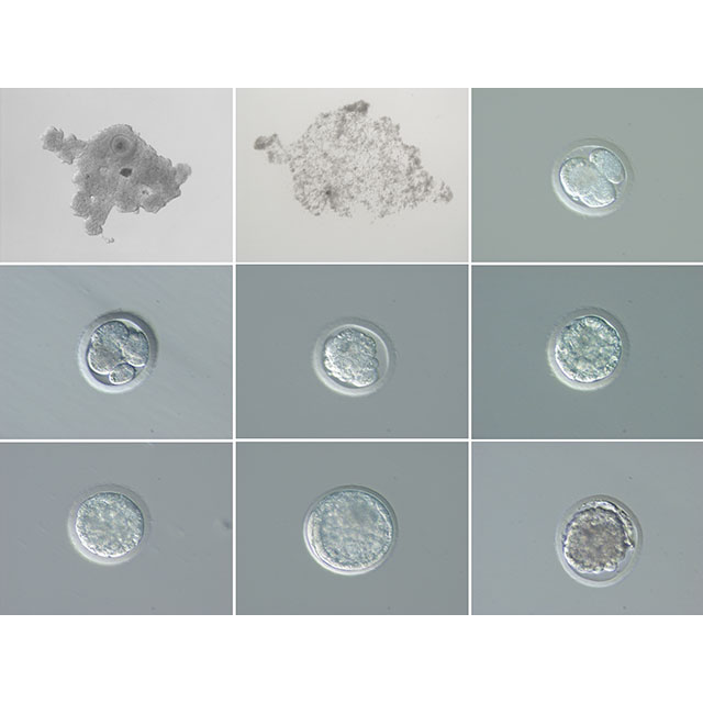 NEWS RELEASE | First ever in-vitro embryos may mark the turn of the tide in the fate of the nearly extinct northern white rhino