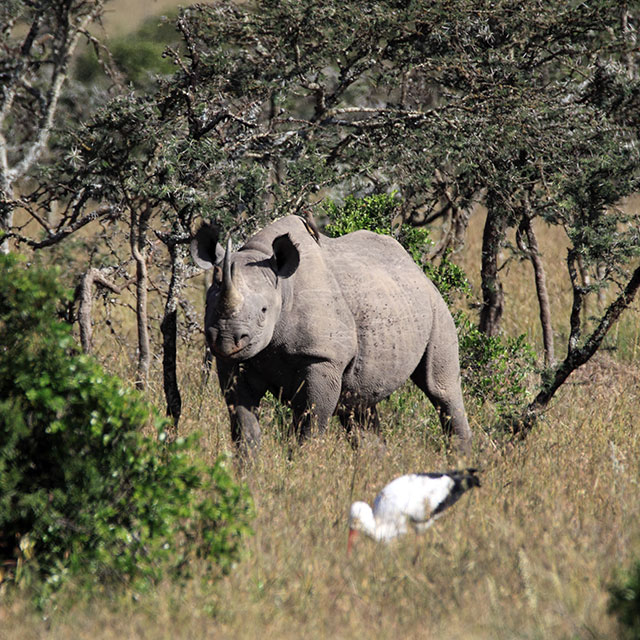 We do rhino conservation like no one else