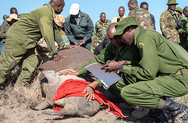 Keeping up with 133 black rhinos