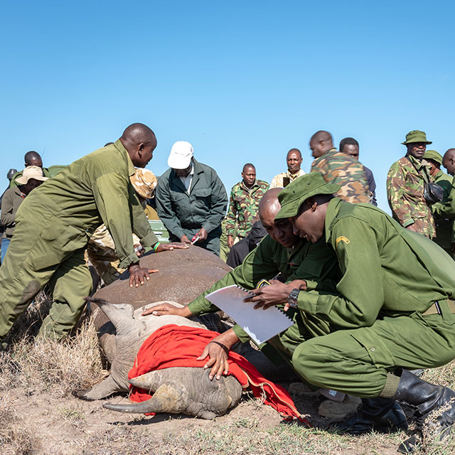 Keeping up with 133 black rhinos