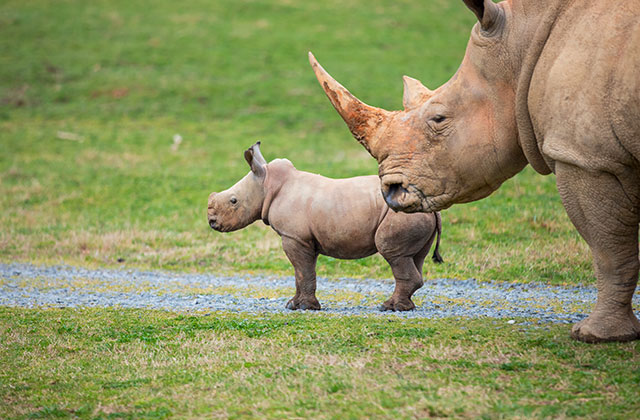 Welcome Baby Rhino Jojo!