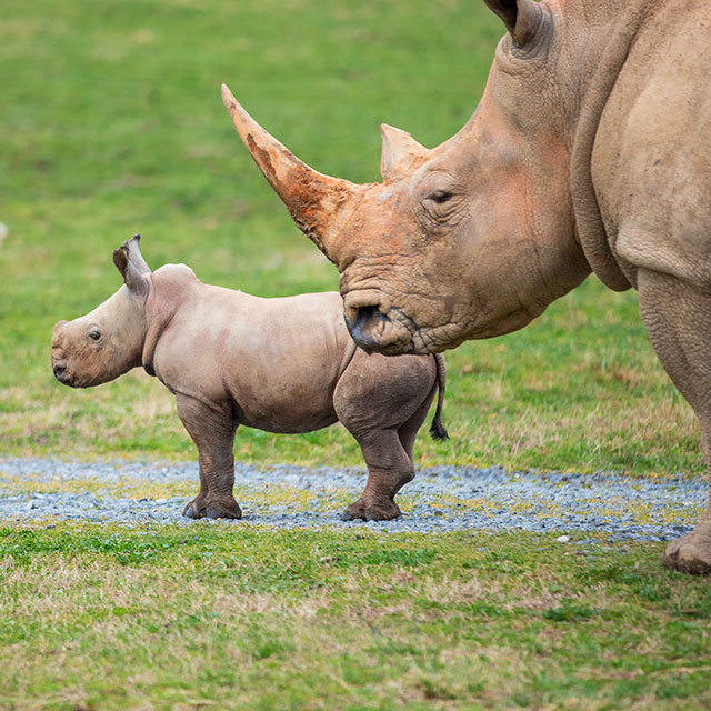Welcome Baby Rhino Jojo!