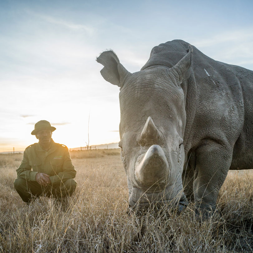 A Year in the Northern White Rhino Recovery Project