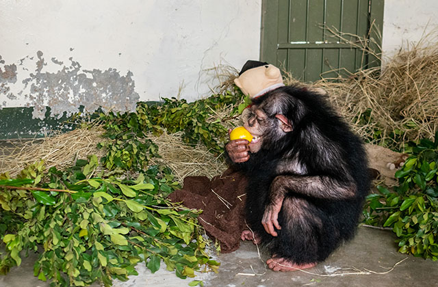 NEWS RELEASE | Chimpanzee Relocated from Iran Arrives in Kenyan Sanctuary