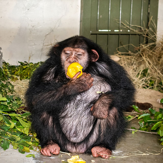 NEWS RELEASE | Chimpanzee Relocated from Iran Arrives in Kenyan Sanctuary