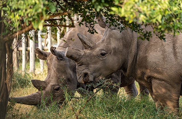NEWS RELEASE | BioRescue creates another three northern white rhino embryos, bringing total to 12