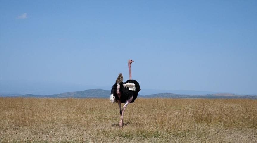 Tickets and Packages