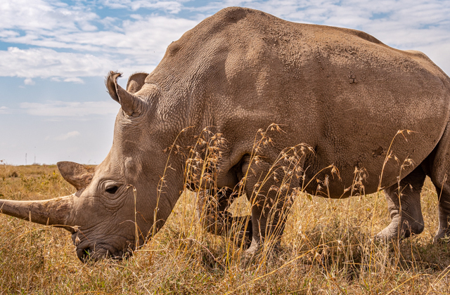 NEWS RELEASE | NAJIN RETIRED FROM BIORESCUE PROGRAMME