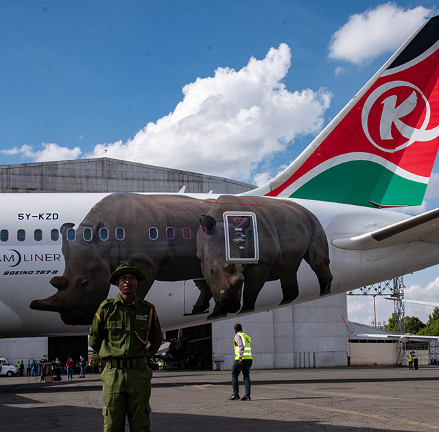 Najin and Fatu Branded on National Carrier, Kenya Airways
